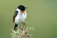 Saxicola torquatus