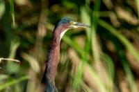 Egretta tricolor