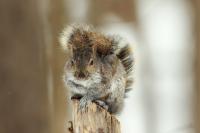 Eastern gray squirrel