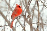 Cardinalis cardinalis