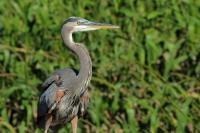 Ardea herodias