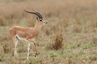 Grant&#039;s gazelle