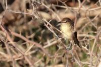 Prinia dżunglowa