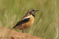 Saxicola bifasciata