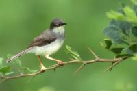 Prinia hodgsonii