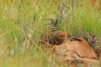 Emberiza capensis