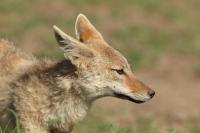 African golden wolf