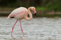 Phoenicopterus roseus