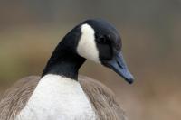 Branta canadensis