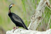 Anhinga novaehollandiae