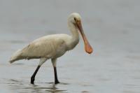 Platalea leucorodia