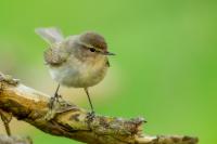 Phylloscopus collybita