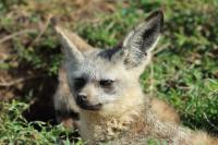 Bat-eared fox