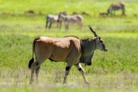 Common eland