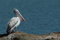 Pelecanus philippensis