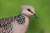 Streptopelia chinensis