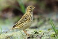 Anthus pratensis