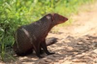 Ruddy mongoose