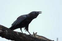 Corvus coronoides