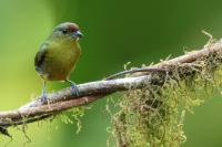 Euphonia gouldi