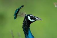 Pavo cristatus