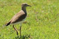 Vanellus melanopterus