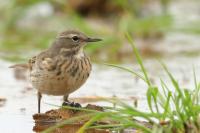 Anthus spinoletta