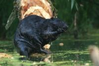 Eurasian beaver