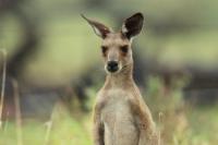 Common wallaroo