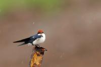 Hirundo smithii