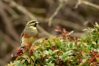 Emberiza cirlus