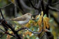 Phylloscopus bonelli