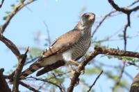 Accipiter minullus