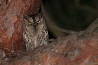 Otus scops