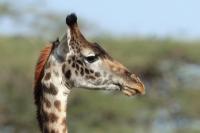 Masai giraffe