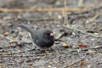 Junco hyemalis