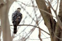 Accipiter striatus