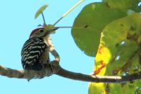 Dendrocopos atratus