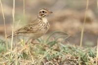 Anthus cinnamomeus