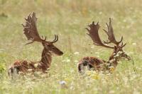 Fallow deer