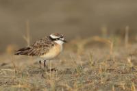 Charadrius pecuarius