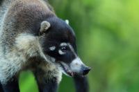 White-nosed coati