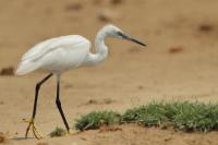 Egretta garzetta