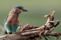 Coracias benghalensis