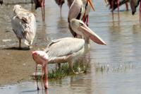 Pelecanus rufescens