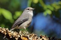 Muscicapa caerulescens