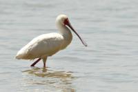 Platalea alba