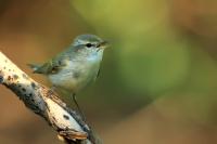 Phylloscopus trochiloides