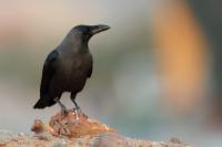 Corvus splendens