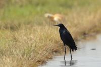 Egretta ardesiaca